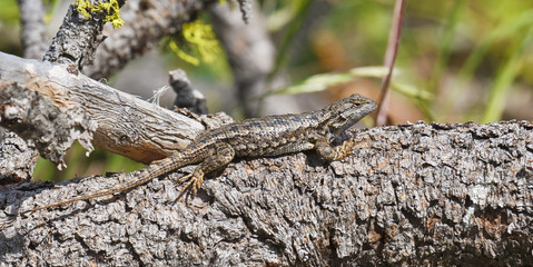 Sagebrush Lizard