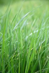 Obraz premium Grass