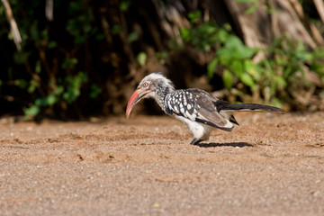 Red-billed Hornbill