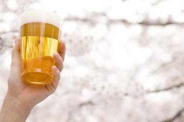 ビールと桜 © paylessimages