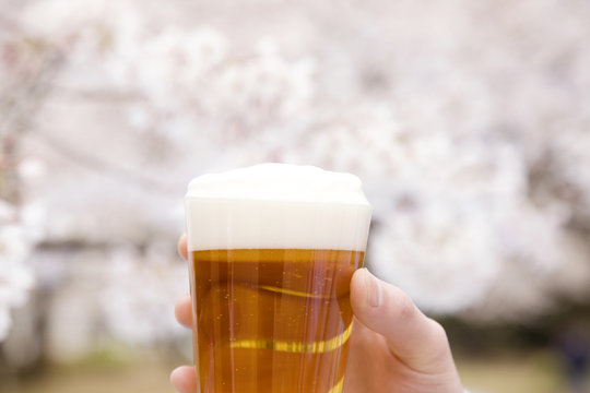 ビールと桜