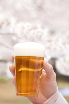 ビールと桜
