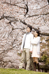 Naklejka premium 花見をするカップル