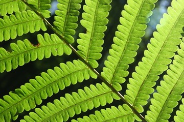 fern