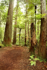 Fototapeta premium Forest