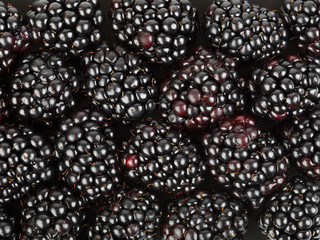 Blackberry background