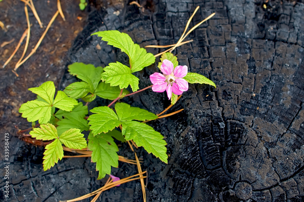 Wall mural flower on the burnt stump