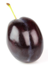 One plum on a white background