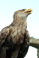 Sea eagle with open beak, eagle, Haliaeetus albicilla