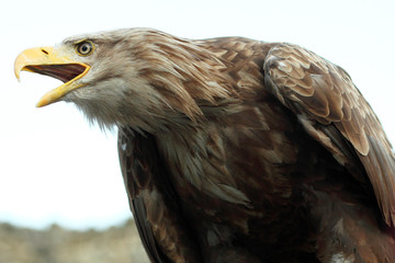 Sea eagle with open beak, eagle, Haliaeetus albicilla