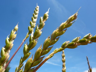 dinkel