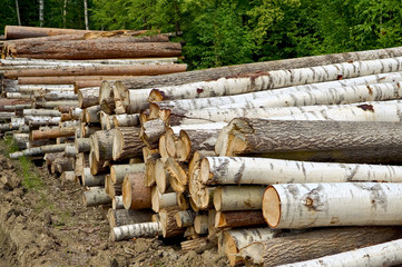 Timber pile