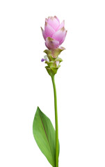 Siam tulip isolated on white