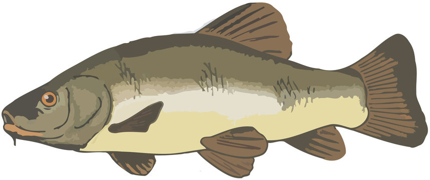 pesce