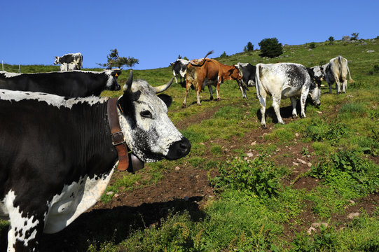 vache vosgienne