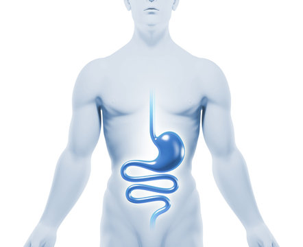 Magen, Darm, Magenmedizin, Untersuchung