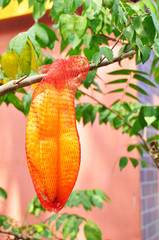 orange starfruit tree