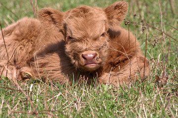 Mini Cattle