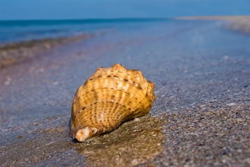 marine shell on a sea coast