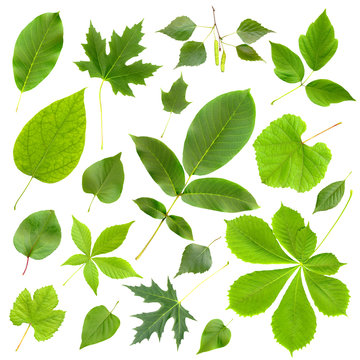 Set of green leaf isolated