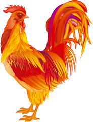 rooster red-orange, vector