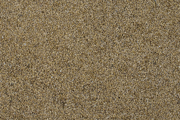 Barley seeds