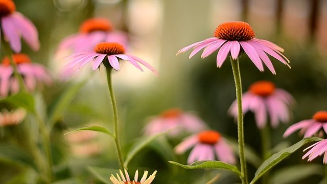 Echinacea purpurea