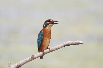 Common Kingfisher, alcedo atthis