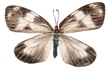 Obraz na płótnie Canvas butterfly isolated
