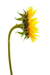 Sunflower isolated on white