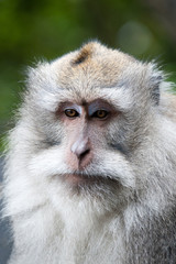 macaque on bali