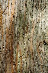 Tree bark texture