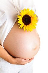 Pregnant woman holding sunflower isolated on white