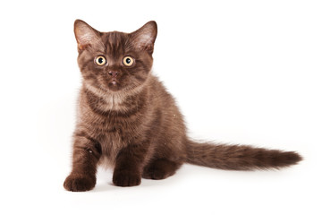 British kitten on white background