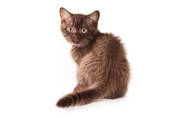 Fototapeta premium British kitten on white background