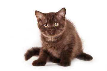 British kitten on white background