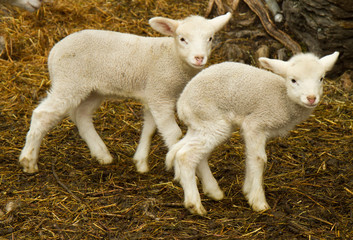 Obraz premium two lambs