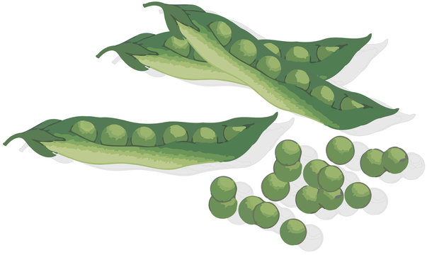 pisello