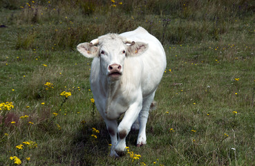 Naklejka premium white cow