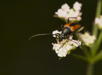 Stenurella melanura