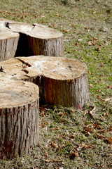 Fototapeta premium albero tagliato