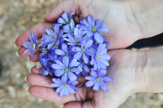Blossoming hepatica