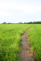 Fototapeta na wymiar green farm rice.