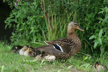 Stockente (Anas platyrhynchos)