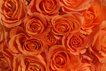 bunch of orange roses