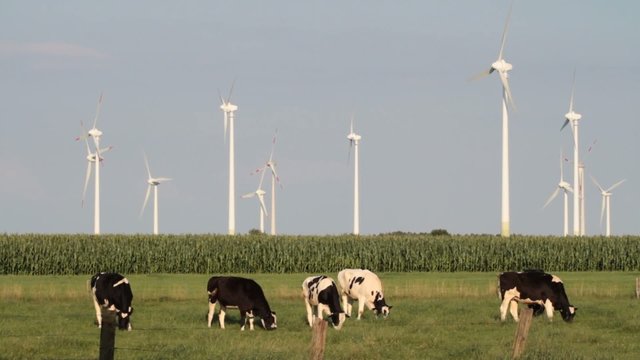 K&uuml;he vor Windpark