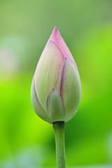 lotus bud