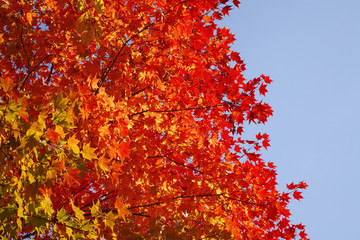 紅葉