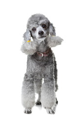 Gray poodle standing on isolated white