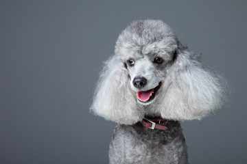 Smiling gray poodle